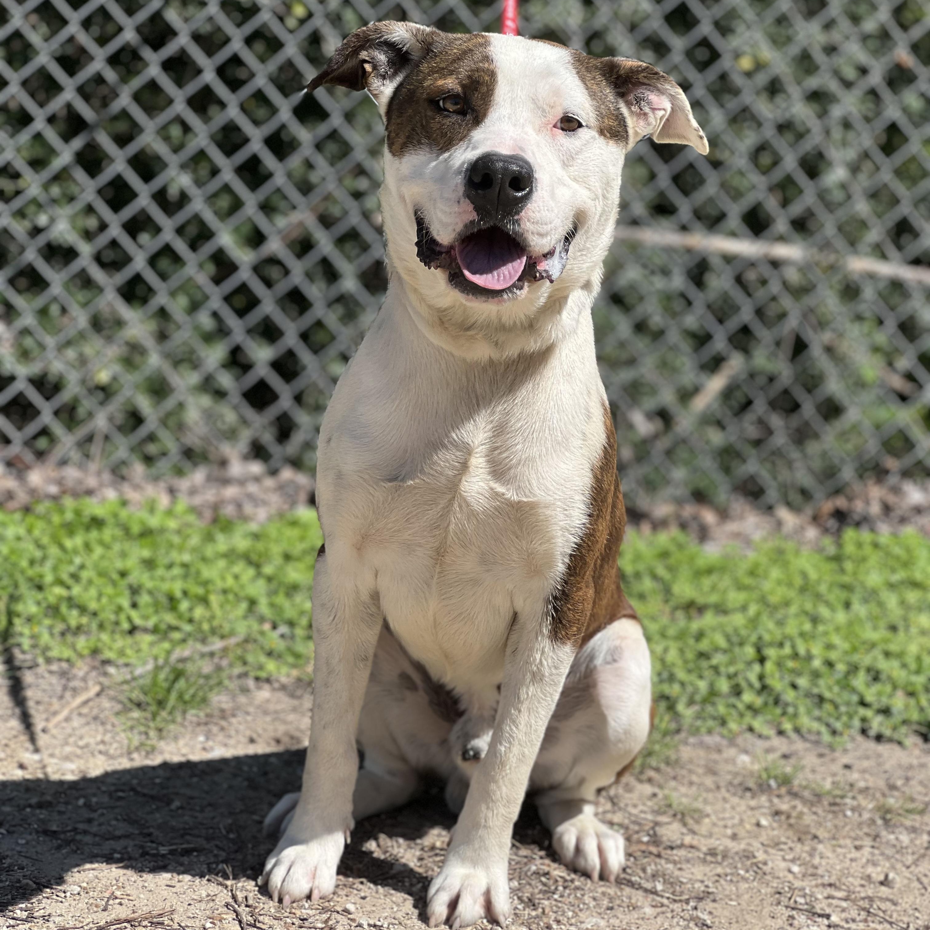Ringo, Adoptable, Adult Male American Bulldog & American Staffordshire Terrier.
