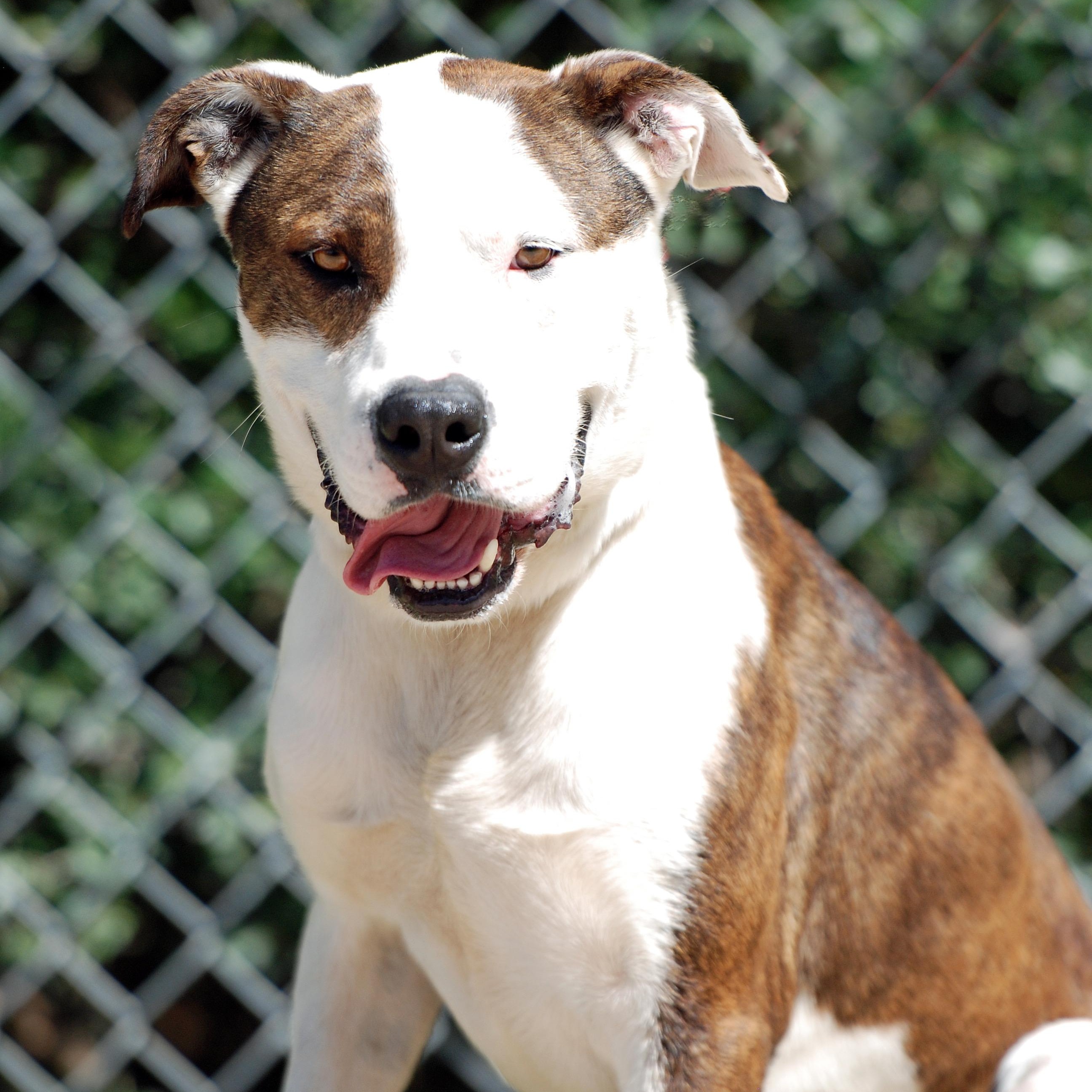 Enlarge Ringo, a Adoptable mixed breed in Madisonville, TX image 4/4
