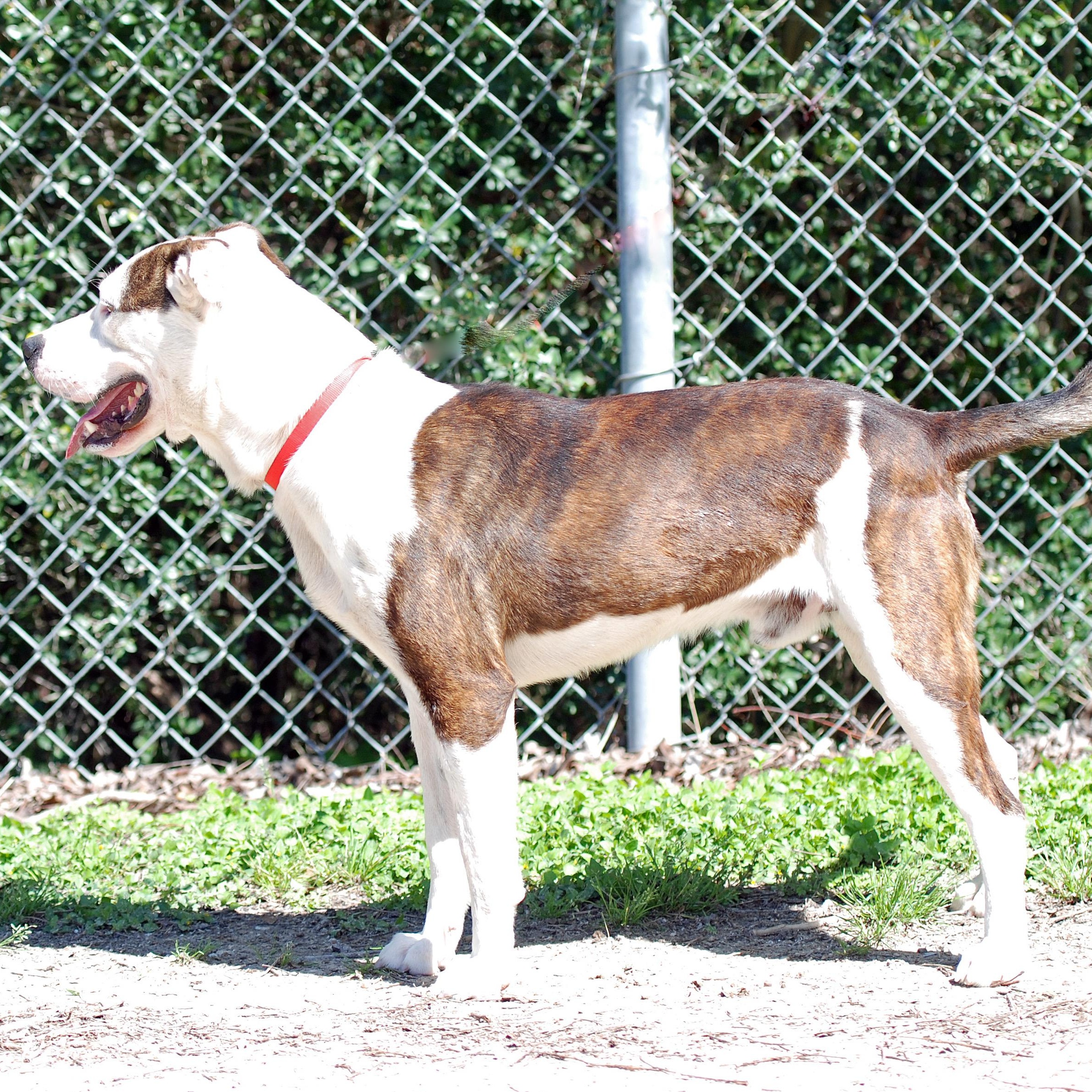 Enlarge Ringo, a Adoptable mixed breed in Madisonville, TX image 3/4