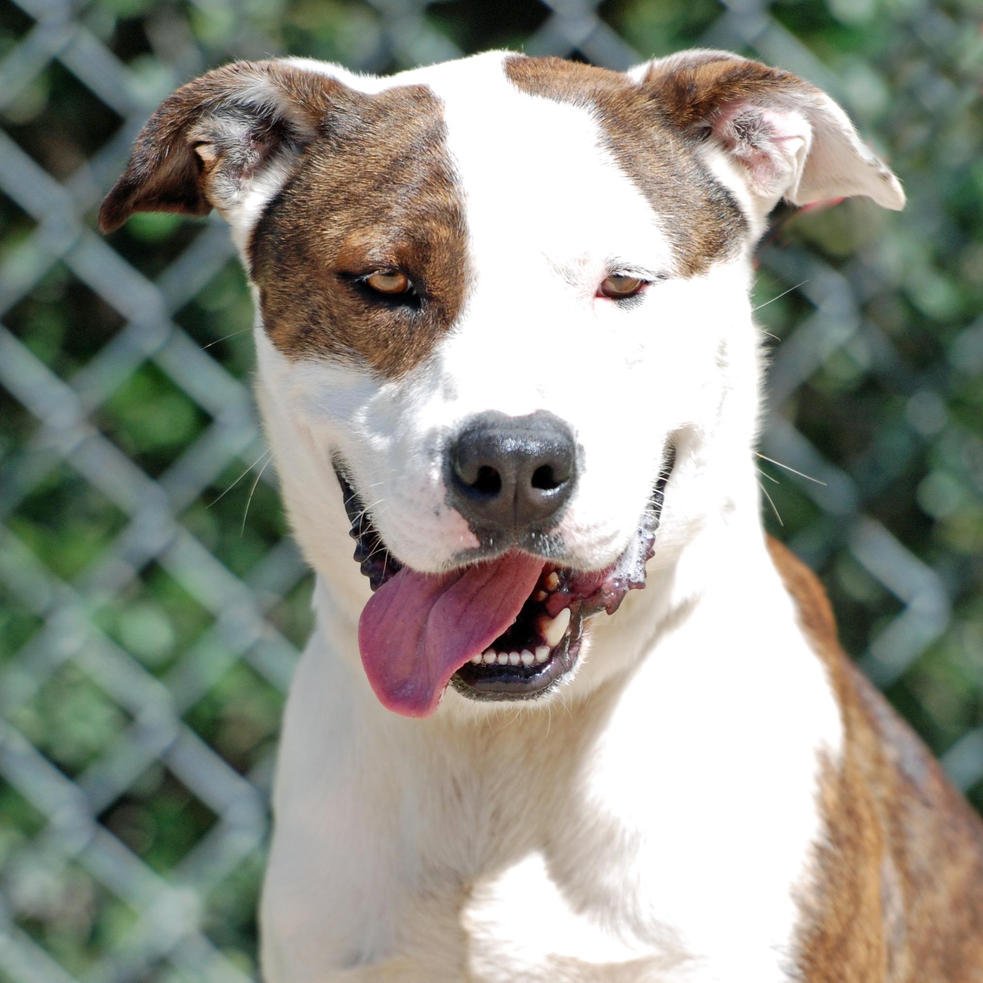 Enlarge Ringo, a Adoptable mixed breed in Madisonville, TX image 2/4