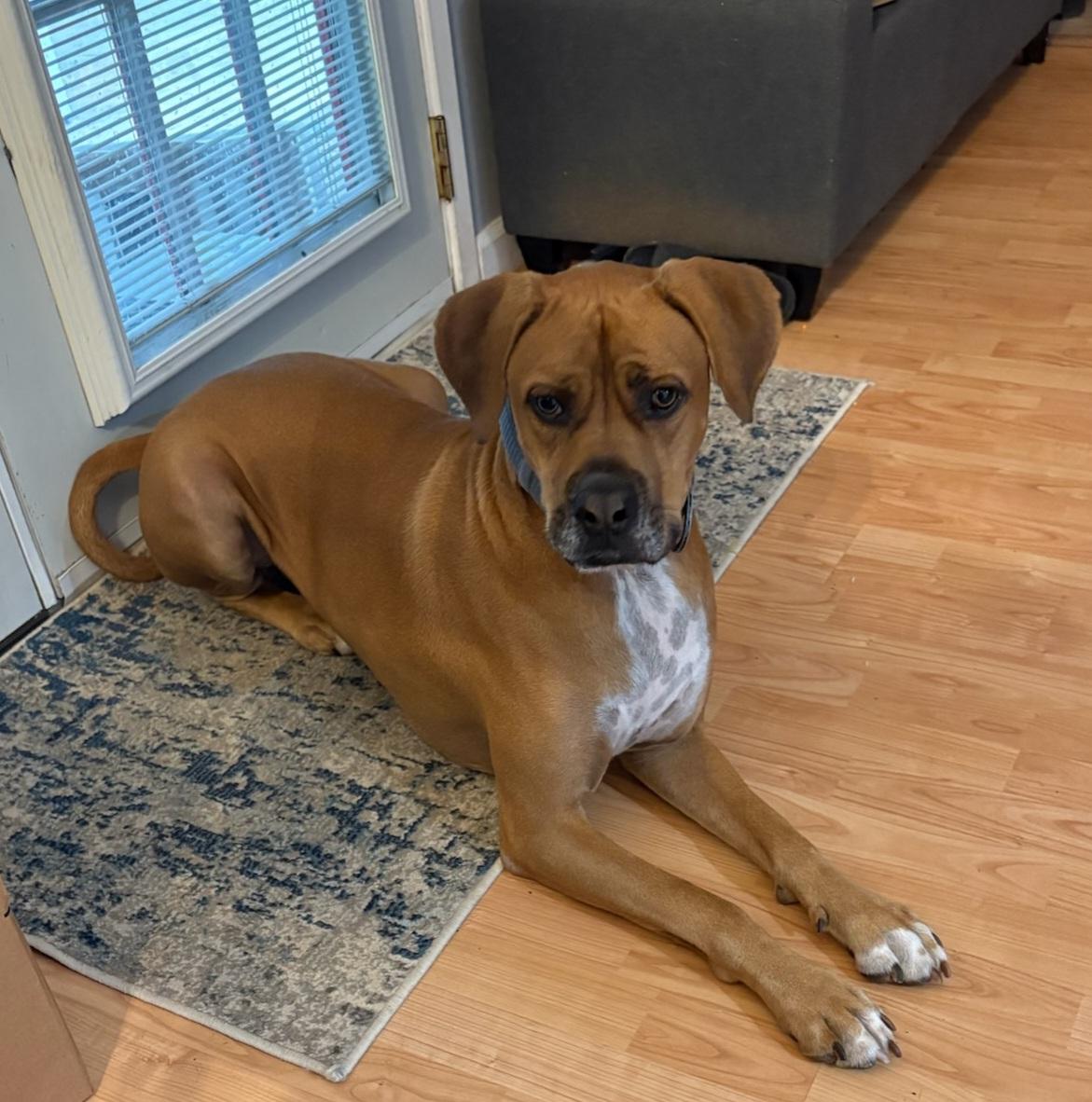 Blue, a ADOPTABLE mixed breed in Bulverde, TX image 5/5