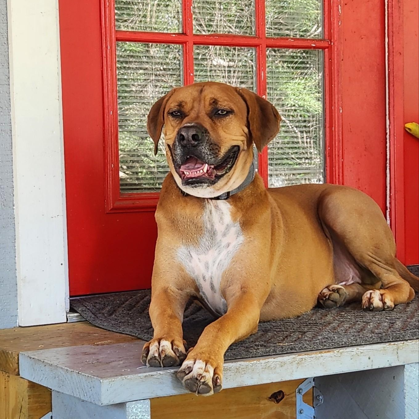 Blue, a ADOPTABLE mixed breed in Bulverde, TX image 3/5
