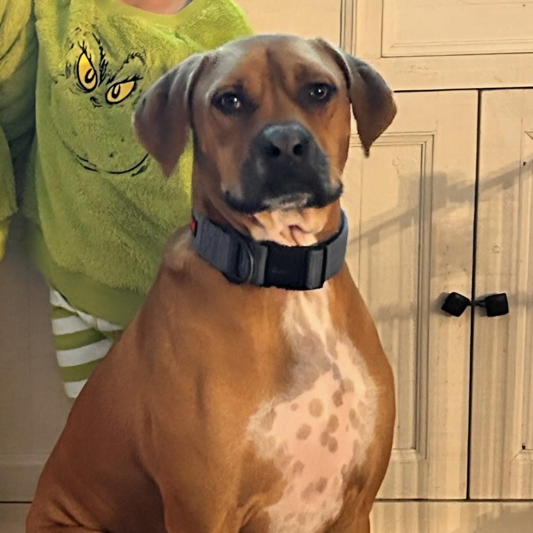 Blue, a ADOPTABLE mixed breed in Bulverde, TX image 2/5