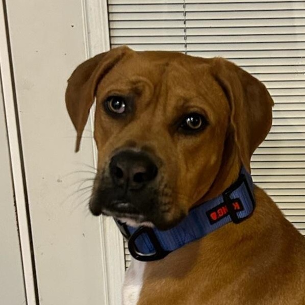 Blue, a ADOPTABLE mixed breed in Bulverde, TX image 1/5