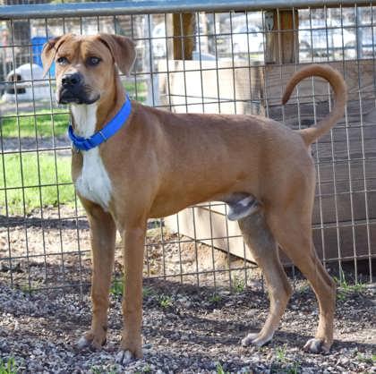 Blue, a ADOPTABLE mixed breed in Bulverde, TX image 4/5