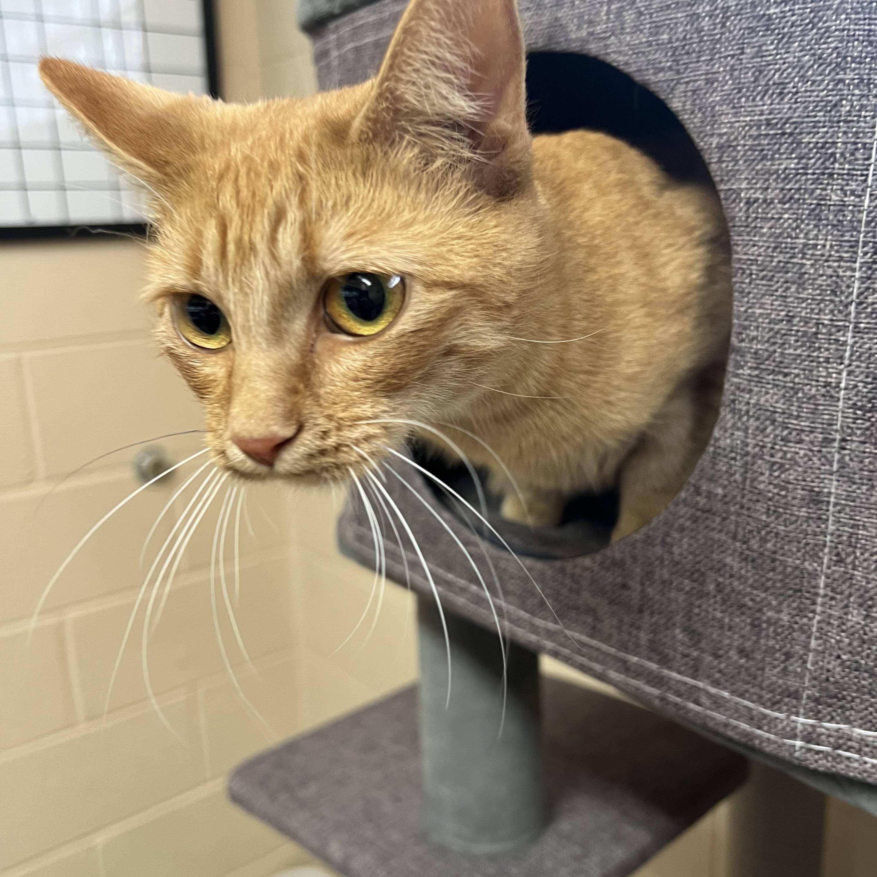 Dorito, Adoptable, Young Female Domestic Short Hair.