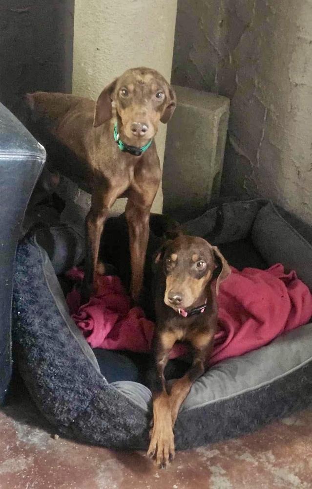 Enlarge Mickey, a Adoptable mixed breed in Escondido, CA image 2/5