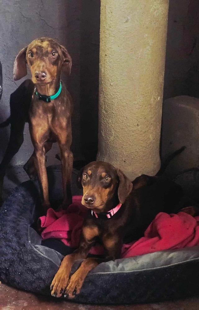 Enlarge Mickey, a Adoptable mixed breed in Escondido, CA image 4/7