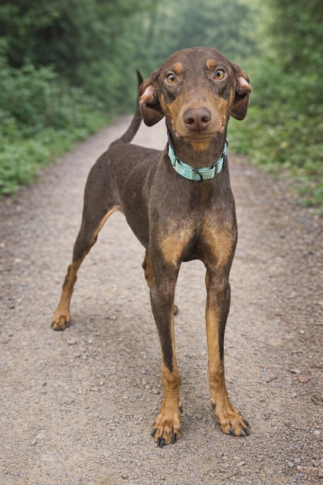 Enlarge Mickey, a Adoptable mixed breed in Escondido, CA image 5/7