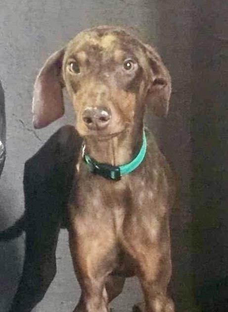 Enlarge Mickey, a Adoptable mixed breed in Escondido, CA image 6/7