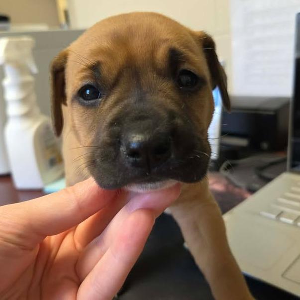 Grata , adopted, Puppy Female English Bulldog.