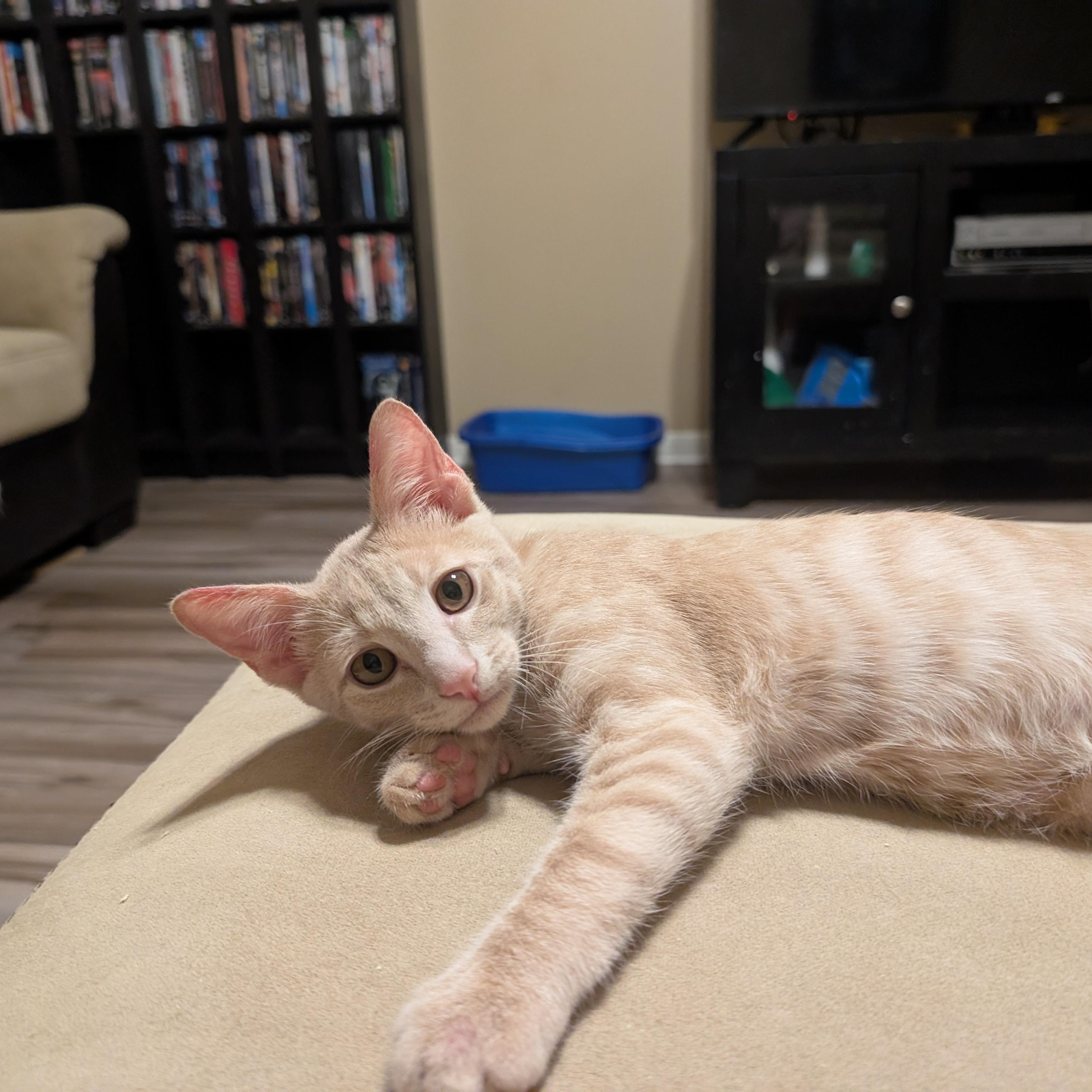 Enlarge Cheesecake, an adopted American Shorthair in Katy, TX image 3/3