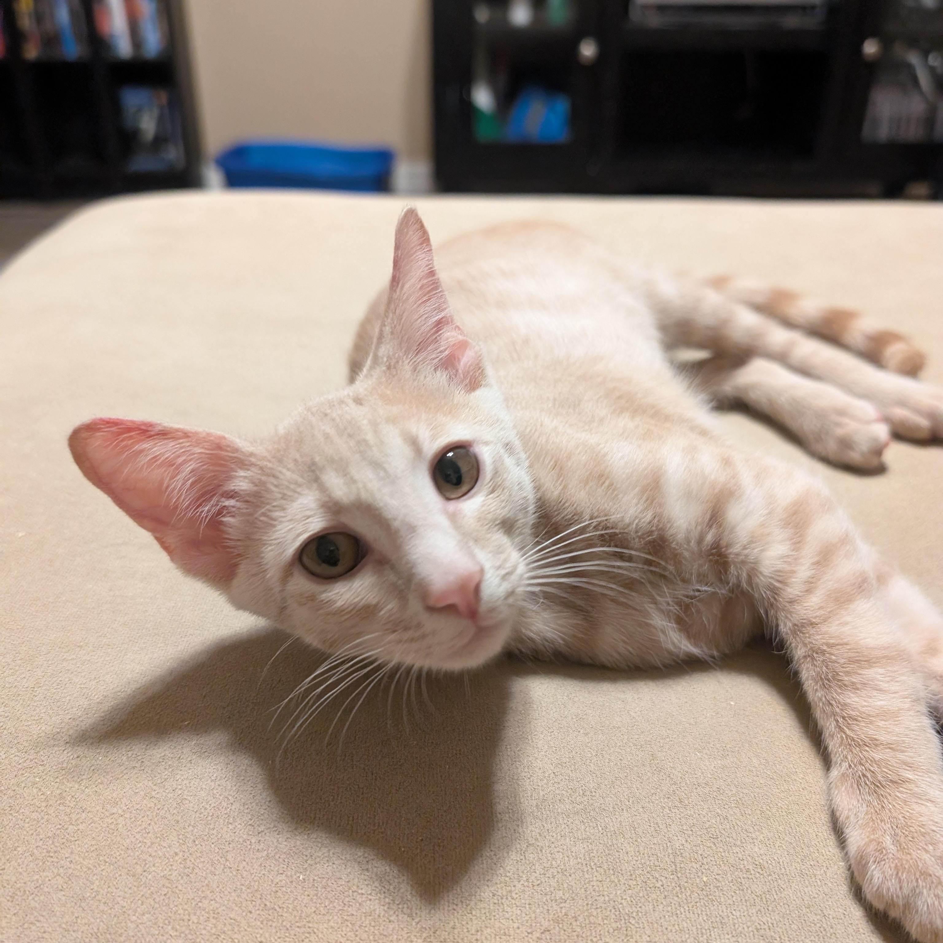Enlarge Cheesecake, an adopted American Shorthair in Katy, TX image 1/3