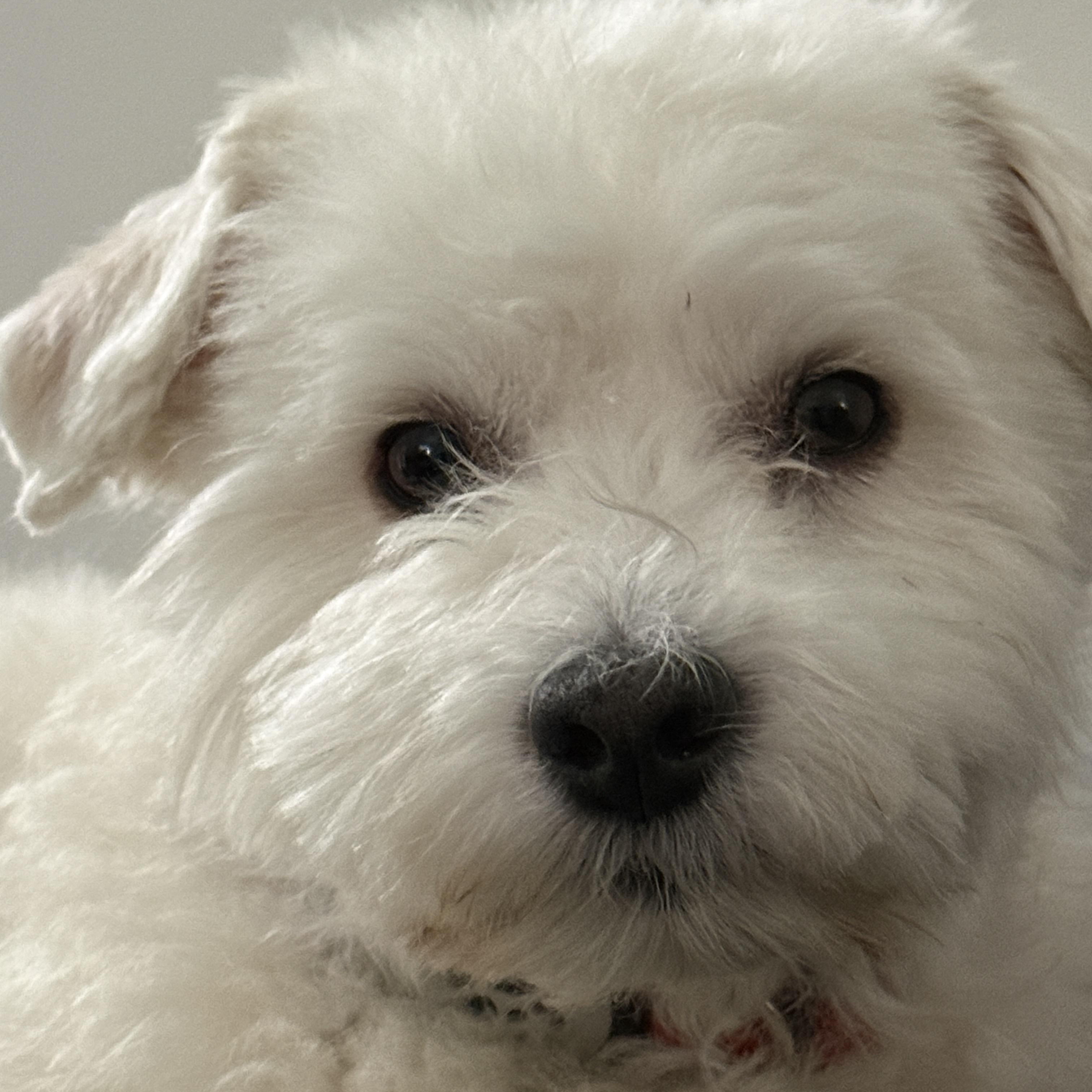 Cain, Adoptable, Young Male Maltipoo & Poodle.