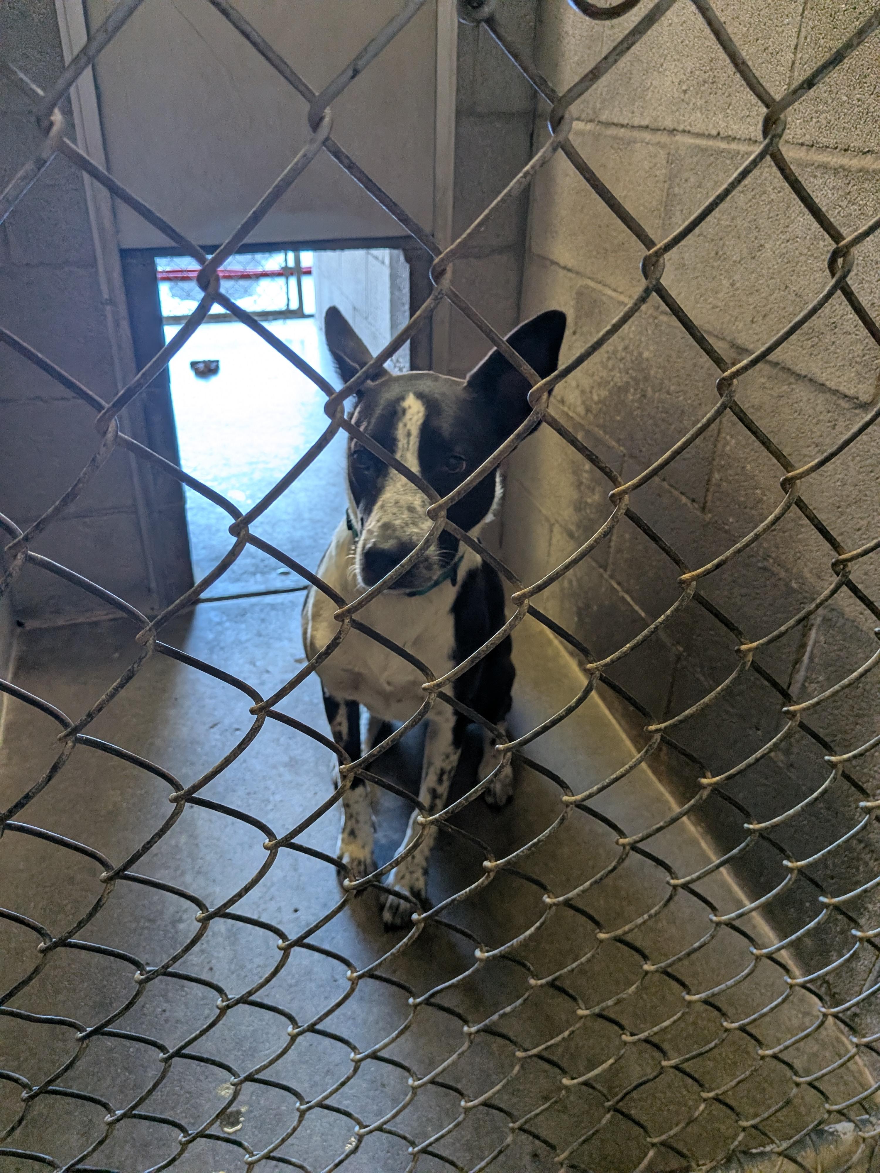 Cali, a ADOPTABLE mixed breed in Hermiston, OR image 3/4