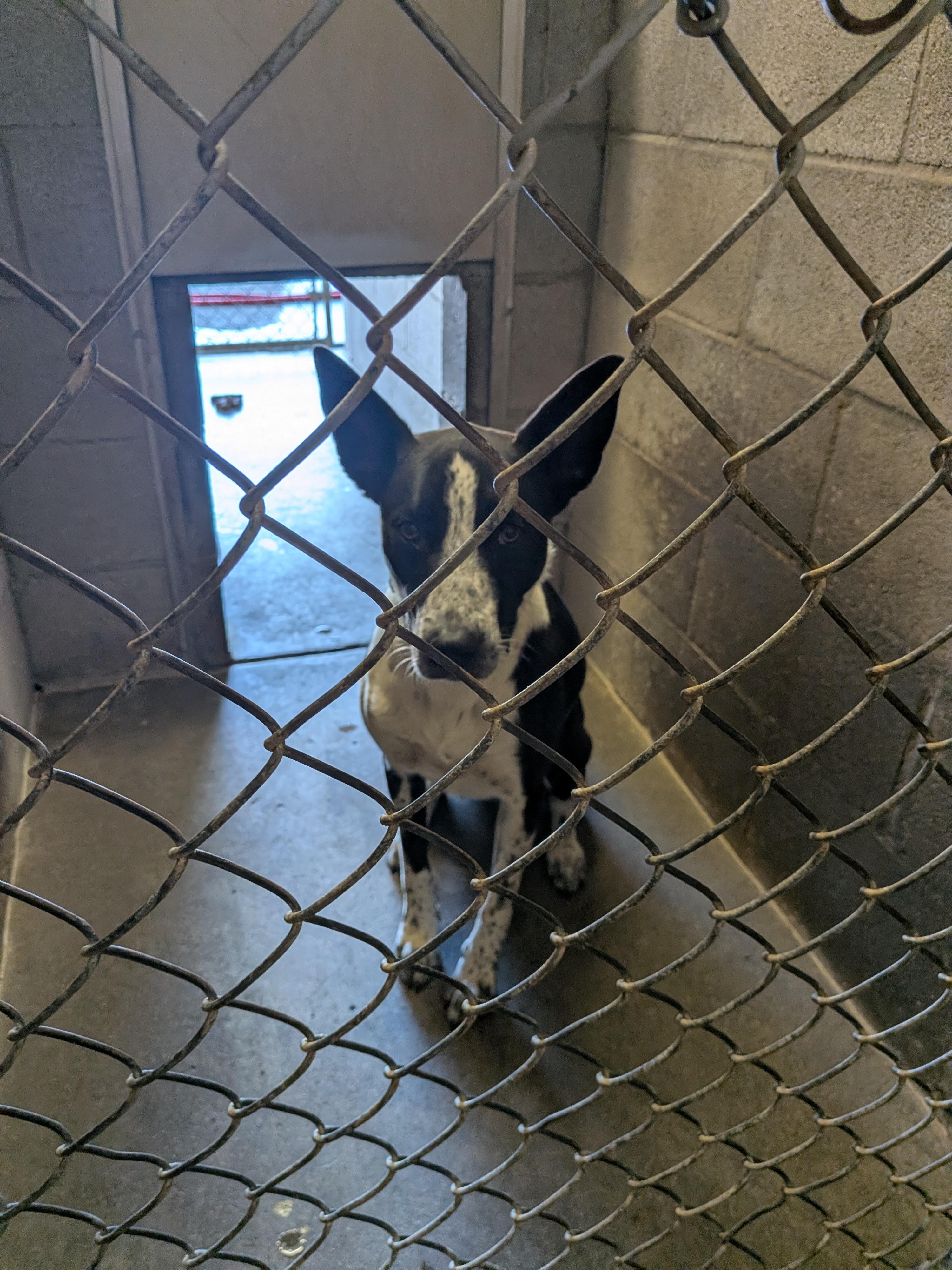 Cali, a ADOPTABLE mixed breed in Hermiston, OR image 1/4