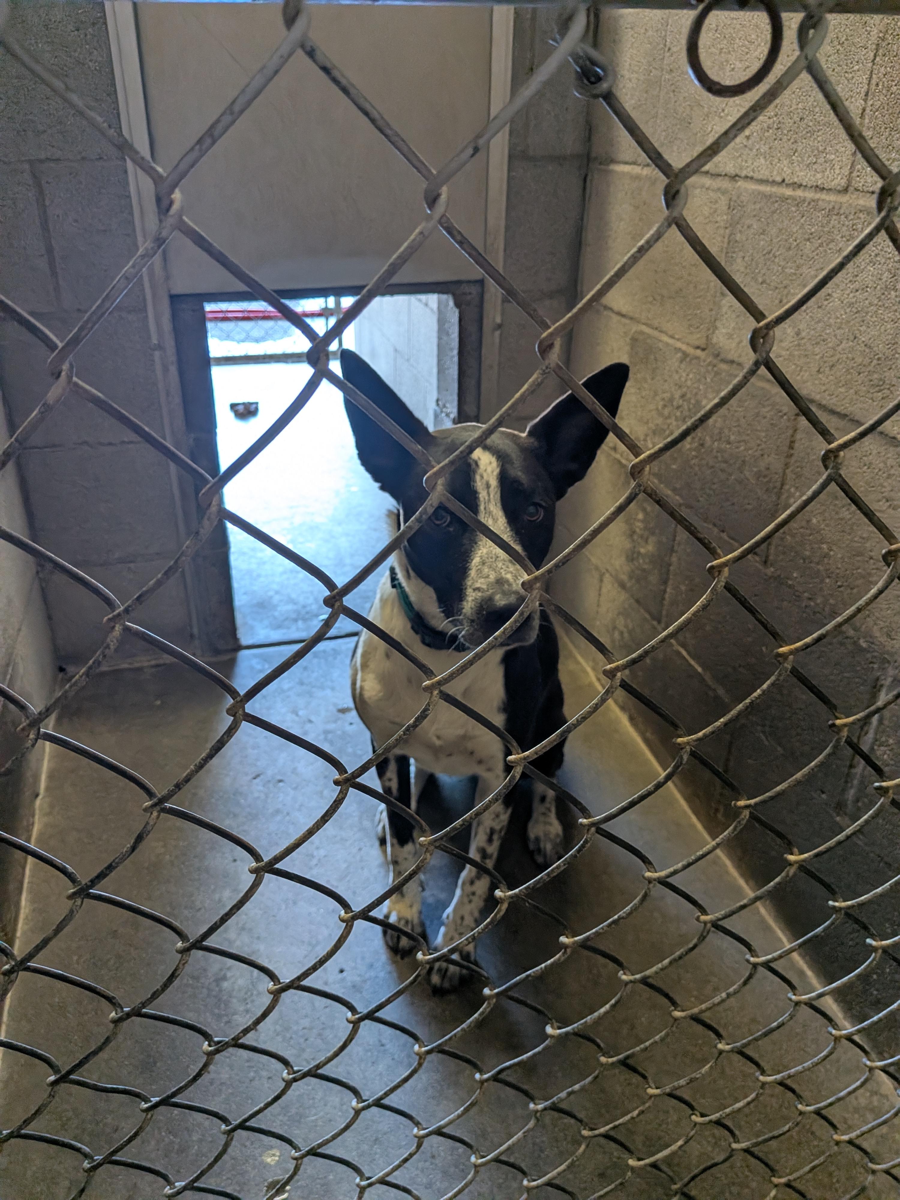 Cali, a ADOPTABLE mixed breed in Hermiston, OR image 4/4