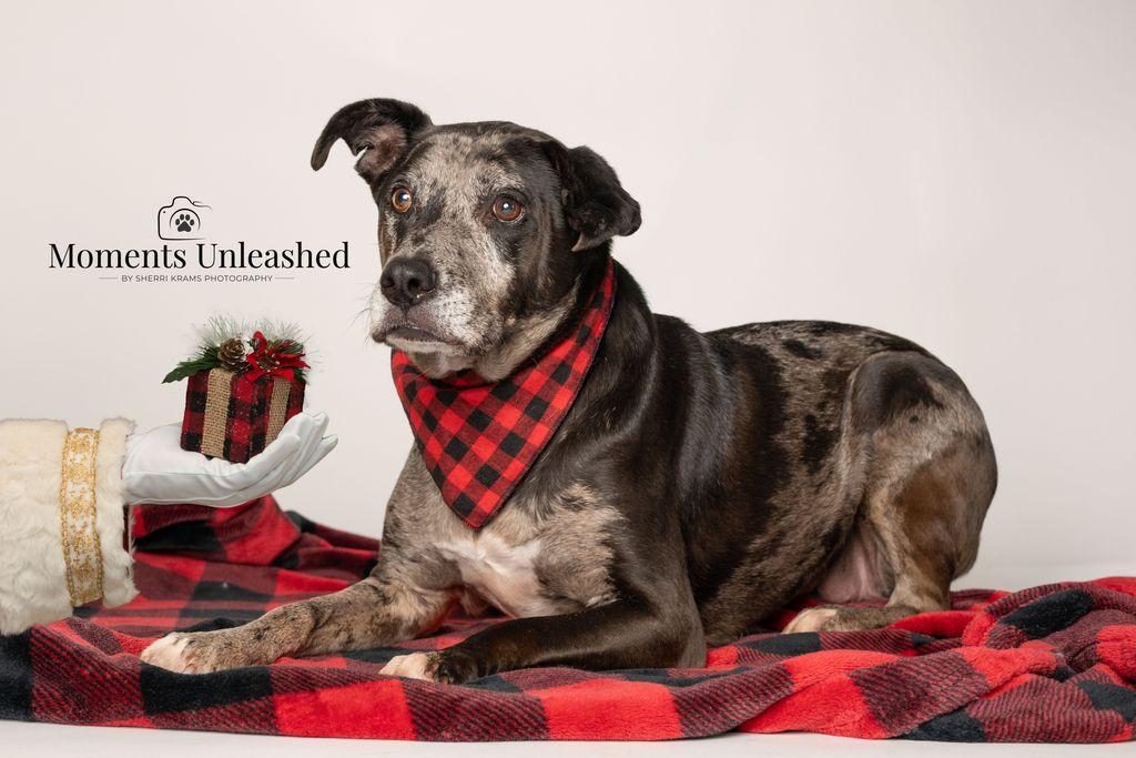 Enlarge Lyza, a ADOPTABLE mixed breed in Myakka City, FL image 5/5