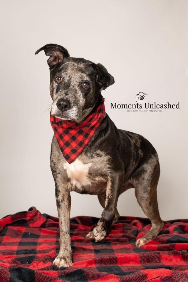 Enlarge Lyza, a ADOPTABLE mixed breed in Myakka City, FL image 3/5
