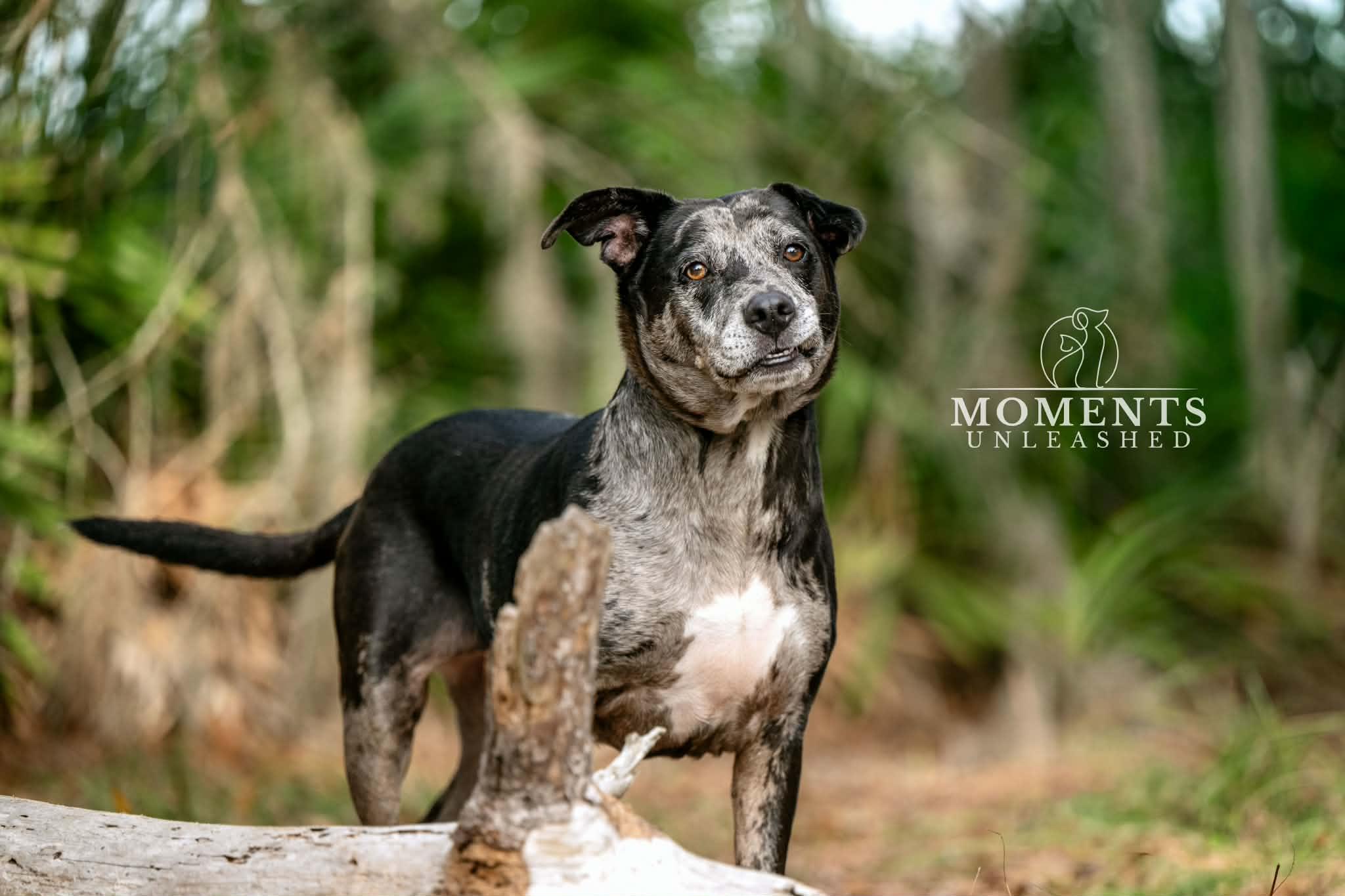 Lyza, a ADOPTABLE mixed breed in Myakka City, FL image 3/6