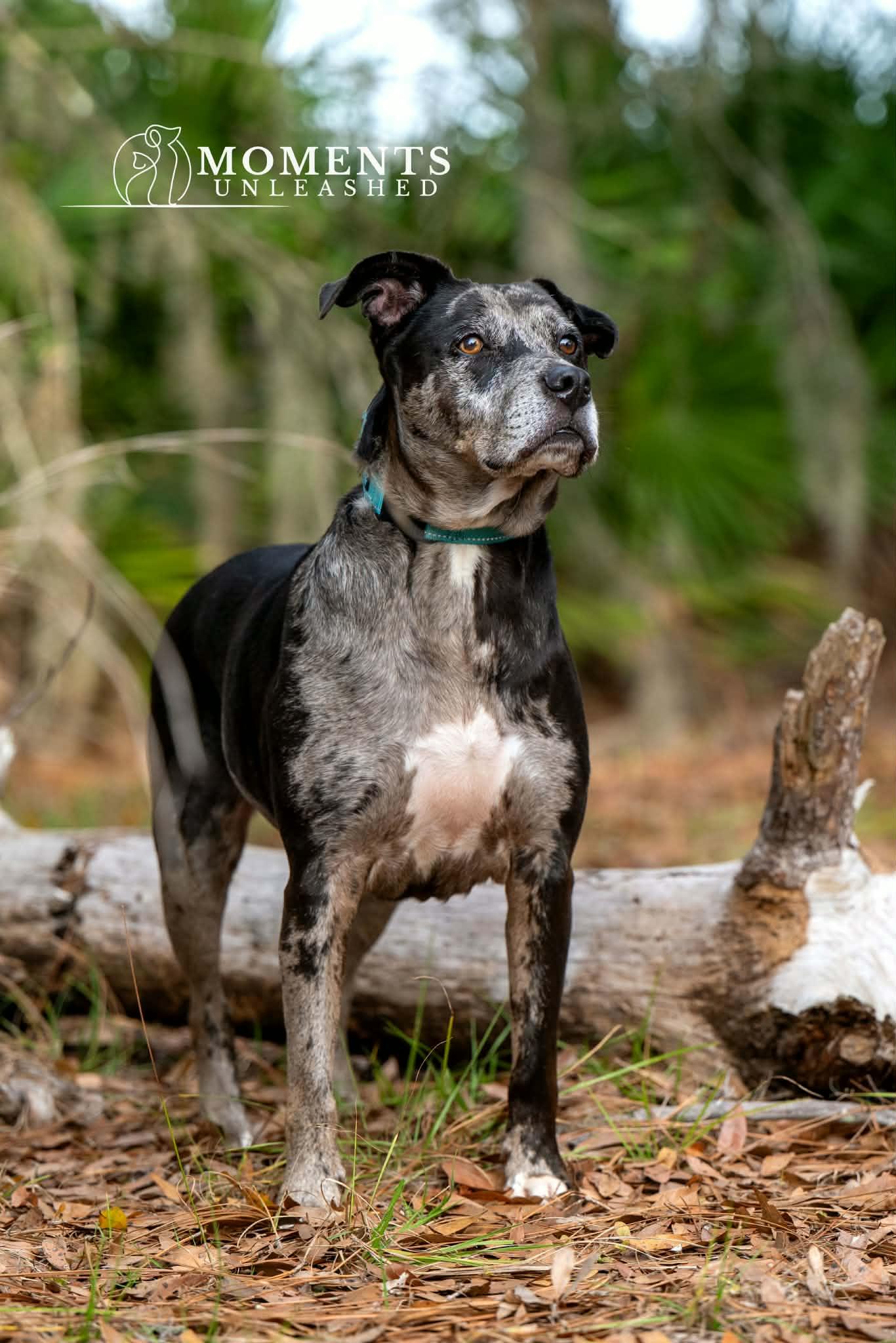 Lyza, a ADOPTABLE mixed breed in Myakka City, FL image 4/6