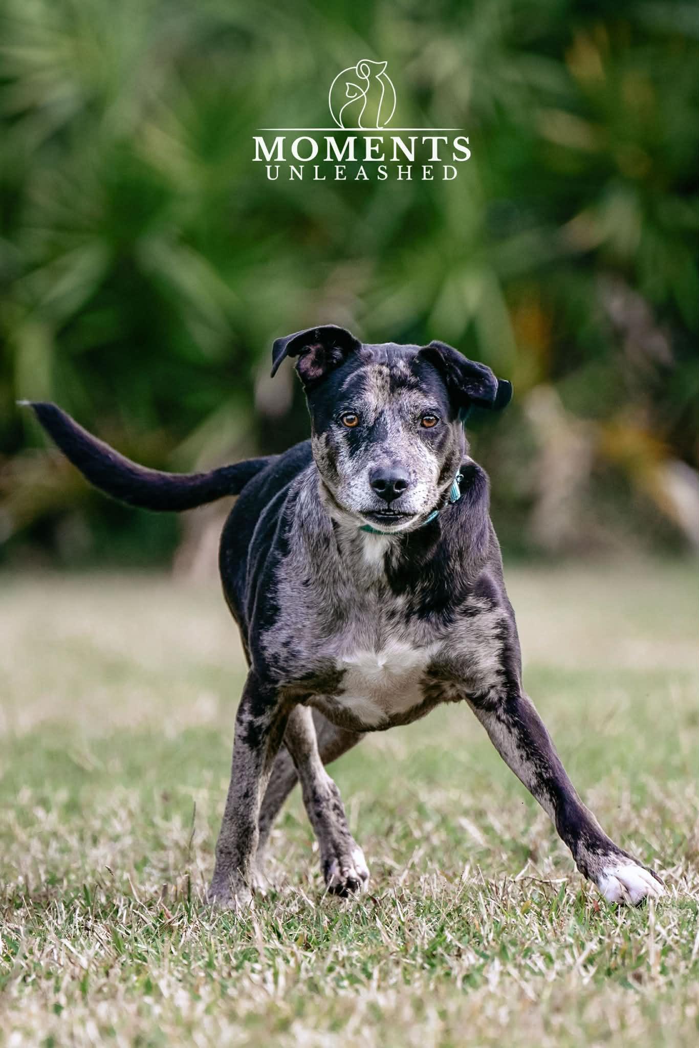 Lyza, a ADOPTABLE mixed breed in Myakka City, FL image 5/6