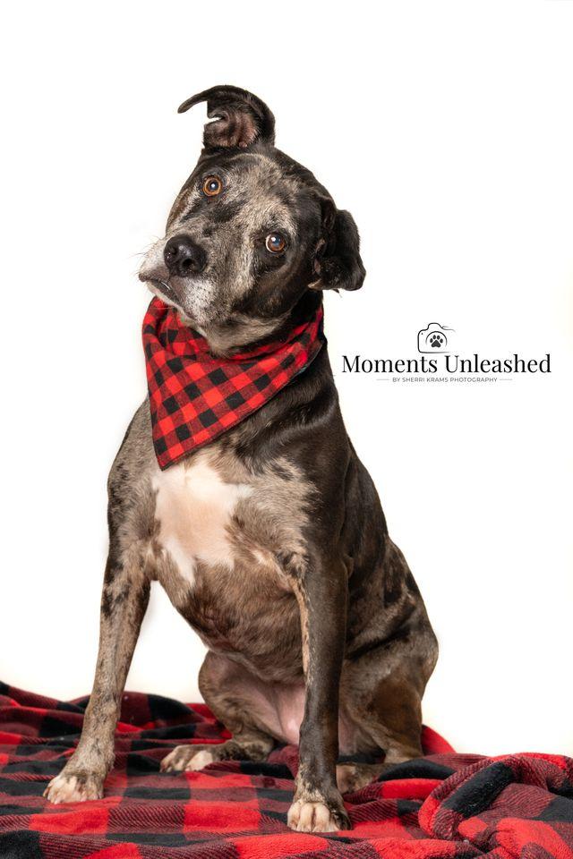 Enlarge Lyza, a ADOPTABLE mixed breed in Myakka City, FL image 1/5