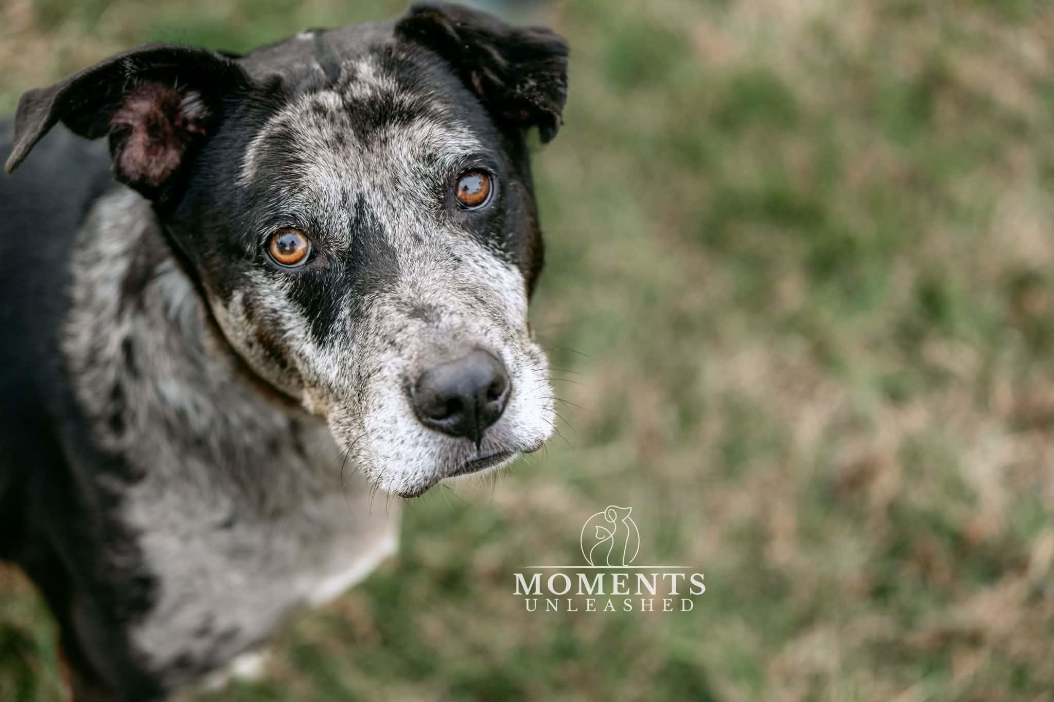 Lyza, a ADOPTABLE mixed breed in Myakka City, FL image 1/6