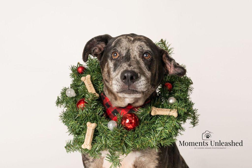 Lyza, ADOPTABLE, Senior Female Catahoula Leopard Dog.