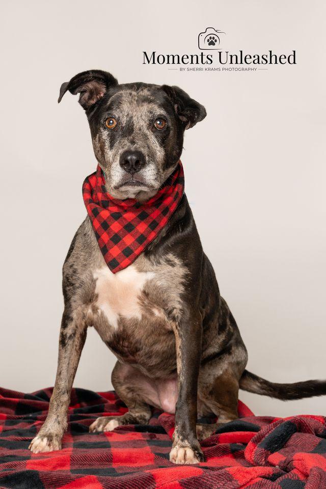 Enlarge Lyza, a ADOPTABLE mixed breed in Myakka City, FL image 4/5