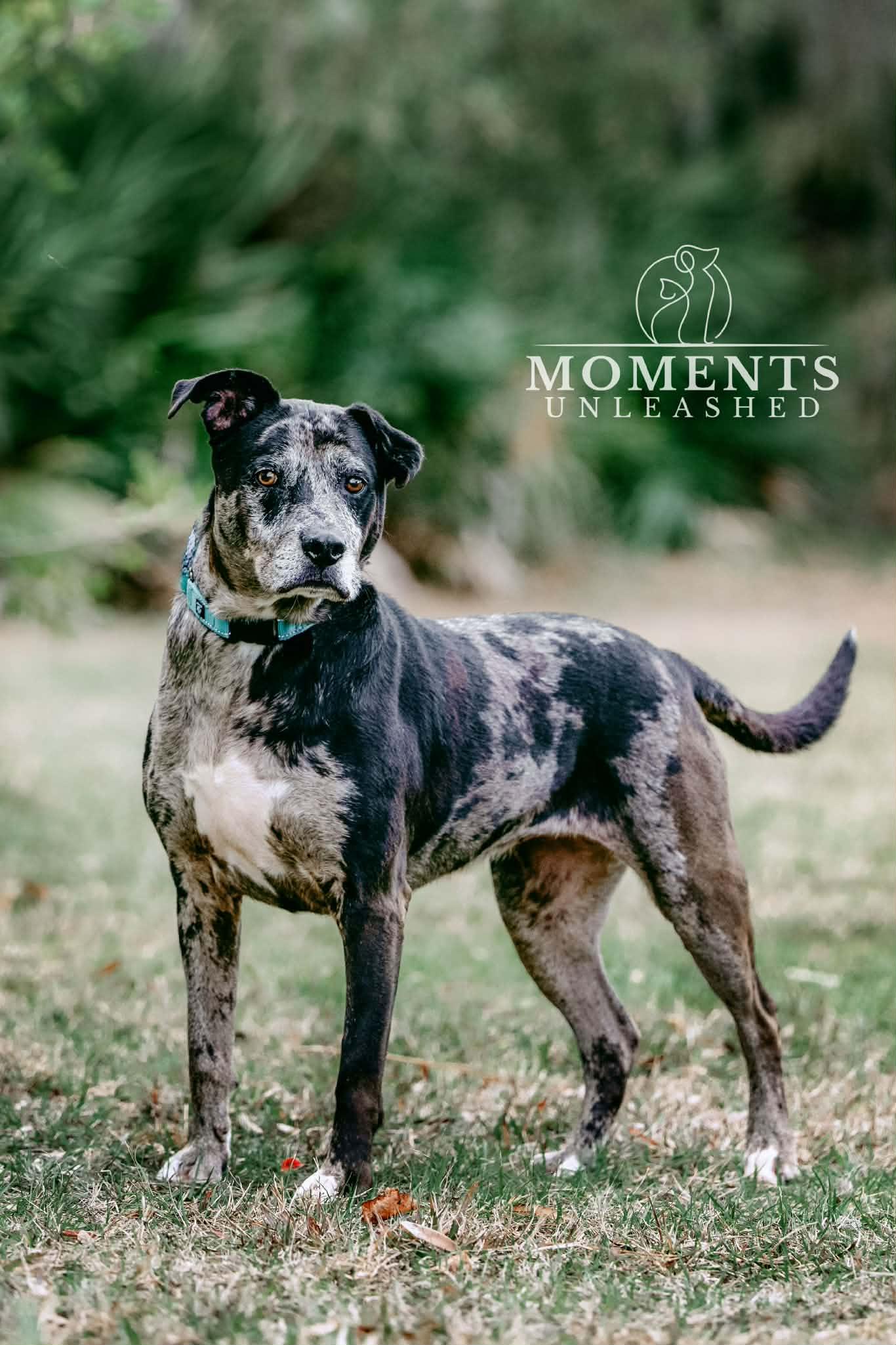 Lyza, a ADOPTABLE mixed breed in Myakka City, FL image 2/6