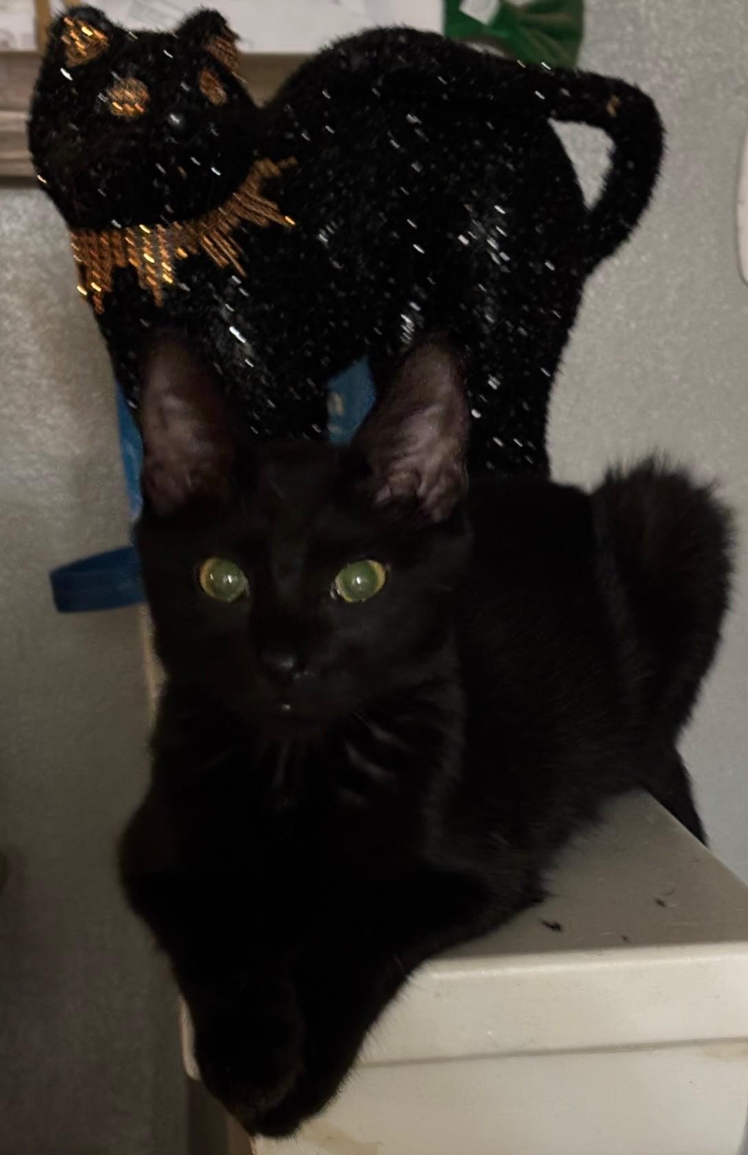 Ozzy, Adoptable, Kitten Male Domestic Short Hair.