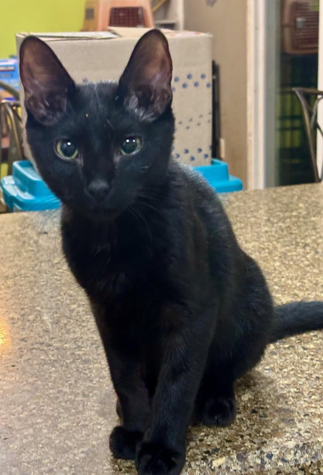 Enlarge Ozzy, a Adoptable Domestic Short Hair in Pekin, IL image 2/4