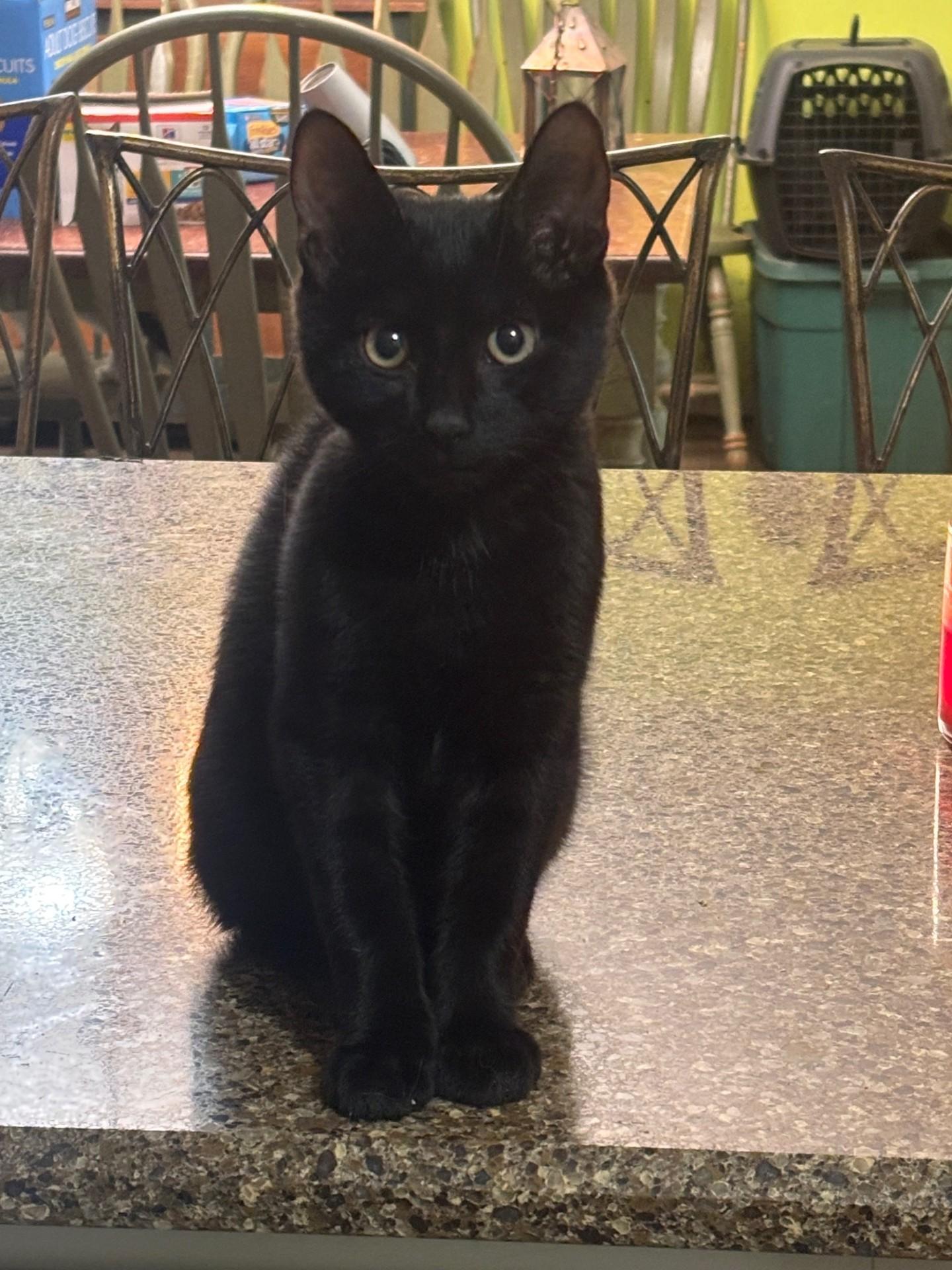 Enlarge Ozzy, a Adoptable Domestic Short Hair in Pekin, IL image 3/4