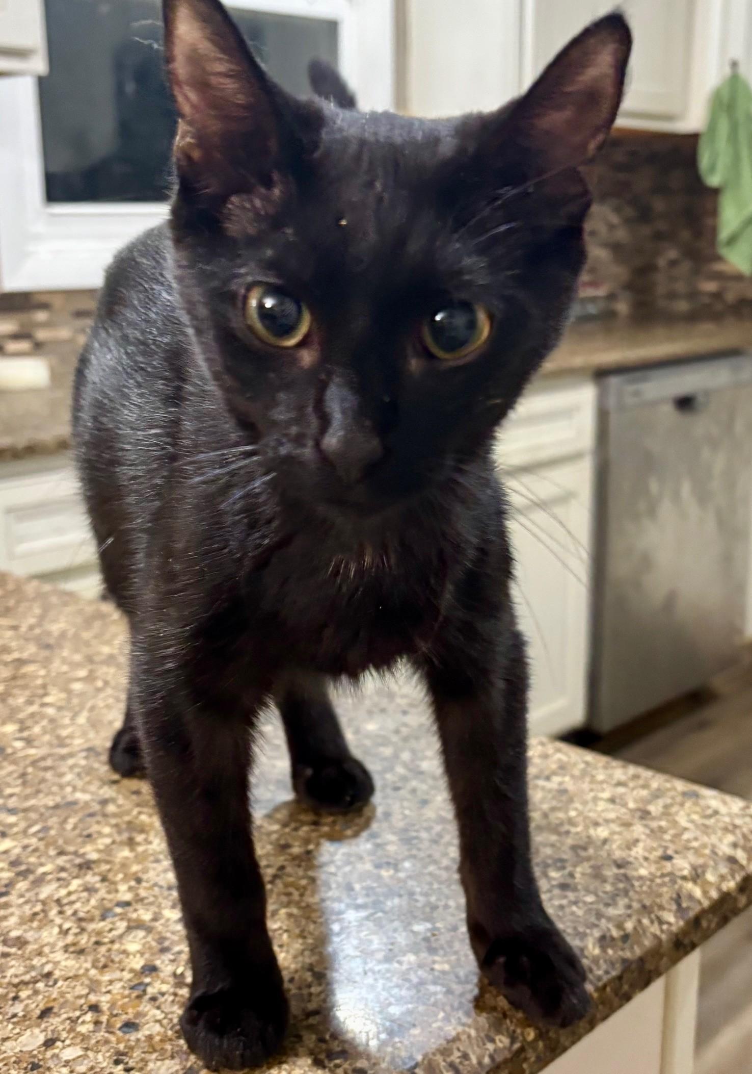 Enlarge Ozzy, a Adoptable Domestic Short Hair in Pekin, IL image 4/4