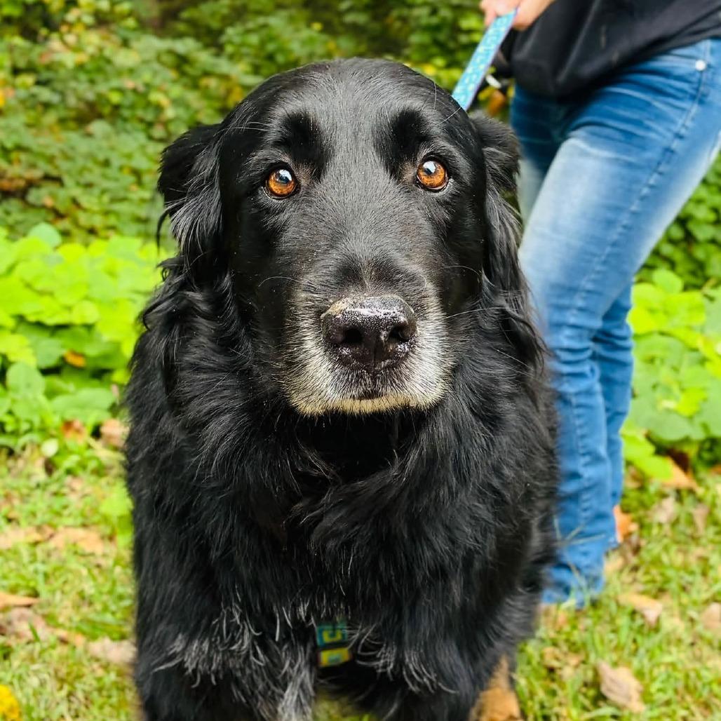 Enlarge Bear, a Adoptable mixed breed in Alexandria, VA image 1/4