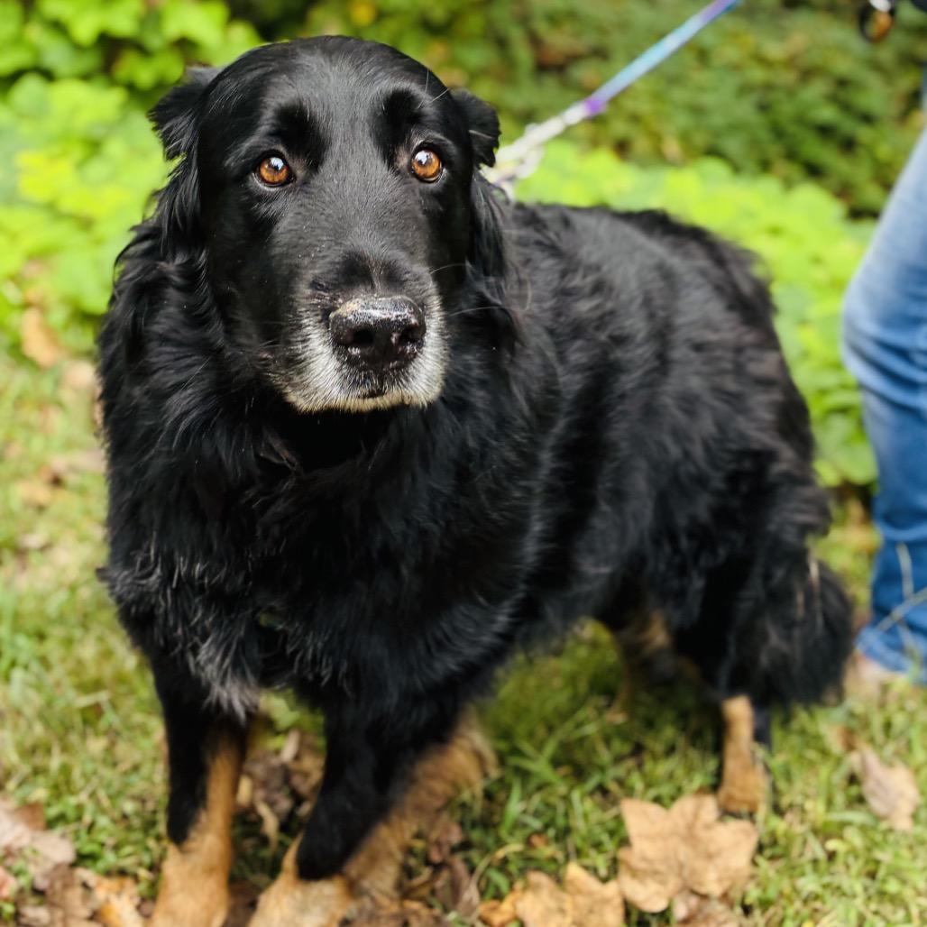 Enlarge Bear, a Adoptable mixed breed in Alexandria, VA image 2/4