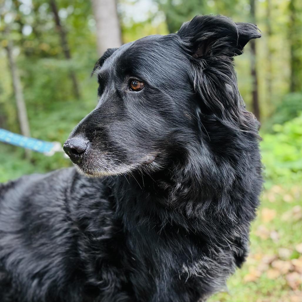 Enlarge Bear, a Adoptable mixed breed in Alexandria, VA image 3/4