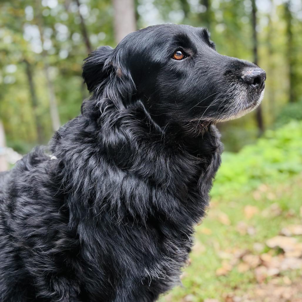 Enlarge Bear, a Adoptable mixed breed in Alexandria, VA image 4/4