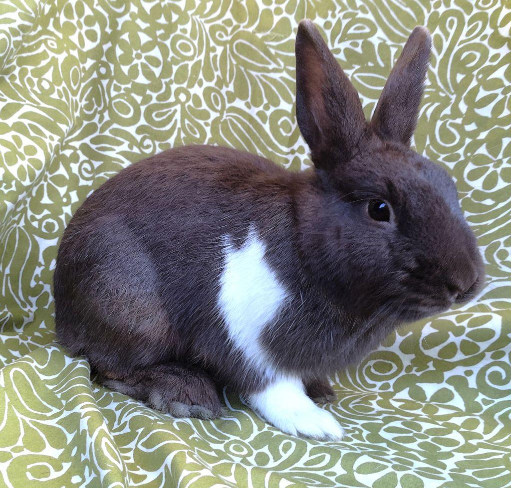 Sharky, a ADOPTABLE Dutch in Goleta, CA image 1/3