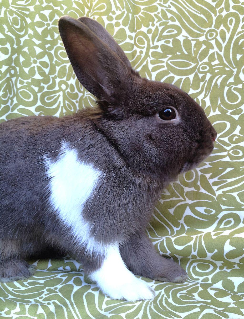 Sharky, a ADOPTABLE Dutch in Goleta, CA image 3/3