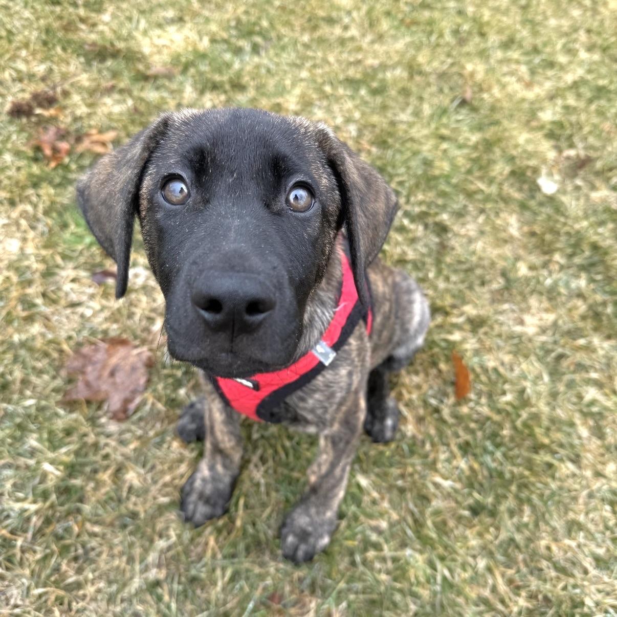 Summit, an adopted mixed breed in Prior Lake, MN image 1/5