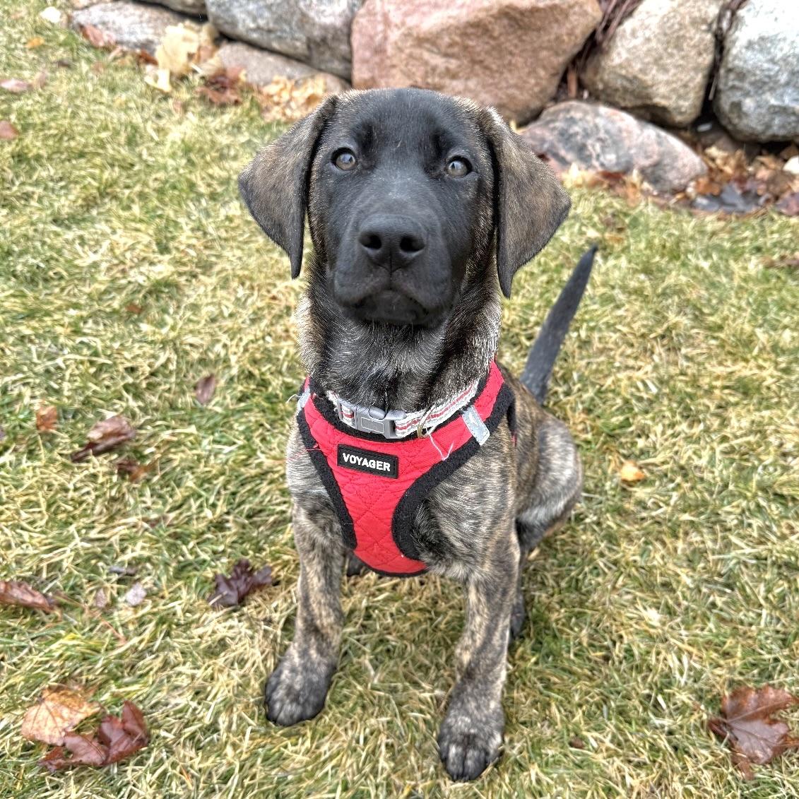 Summit, an adopted mixed breed in Prior Lake, MN image 3/5