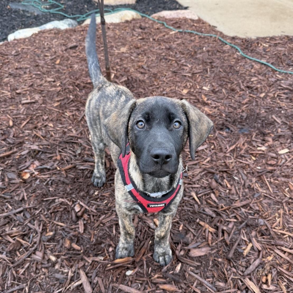 Summit, an adopted mixed breed in Prior Lake, MN image 4/5