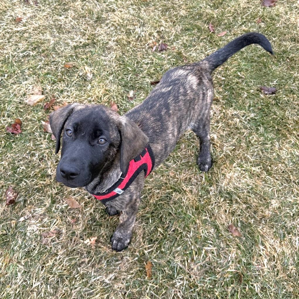 Summit, an adopted mixed breed in Prior Lake, MN image 2/5