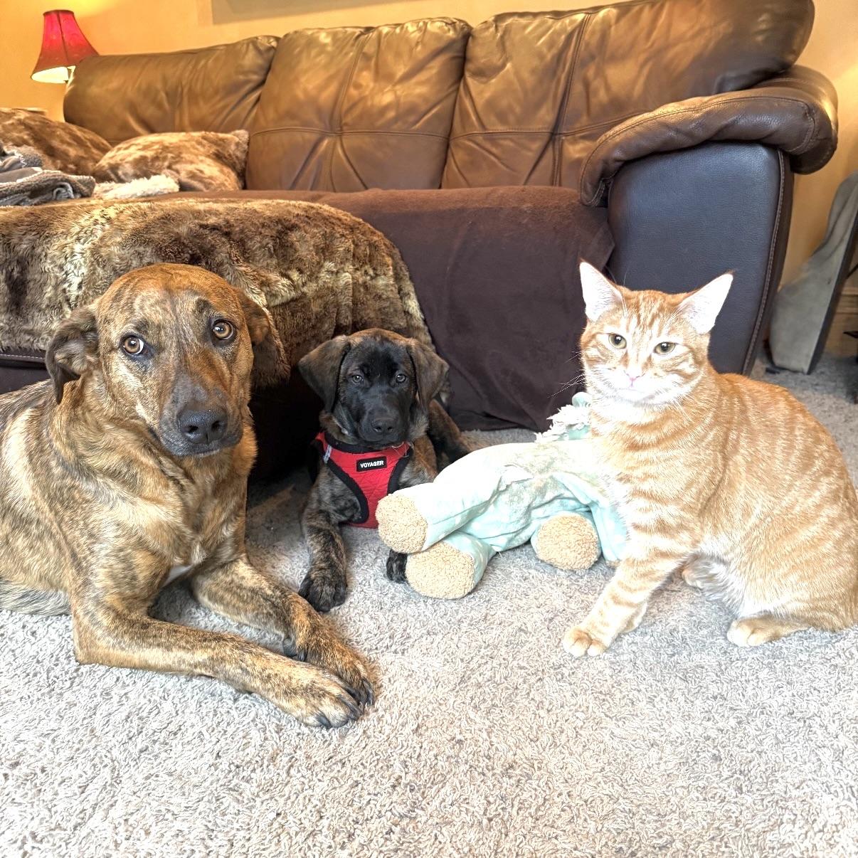 Summit, an adopted mixed breed in Prior Lake, MN image 5/5