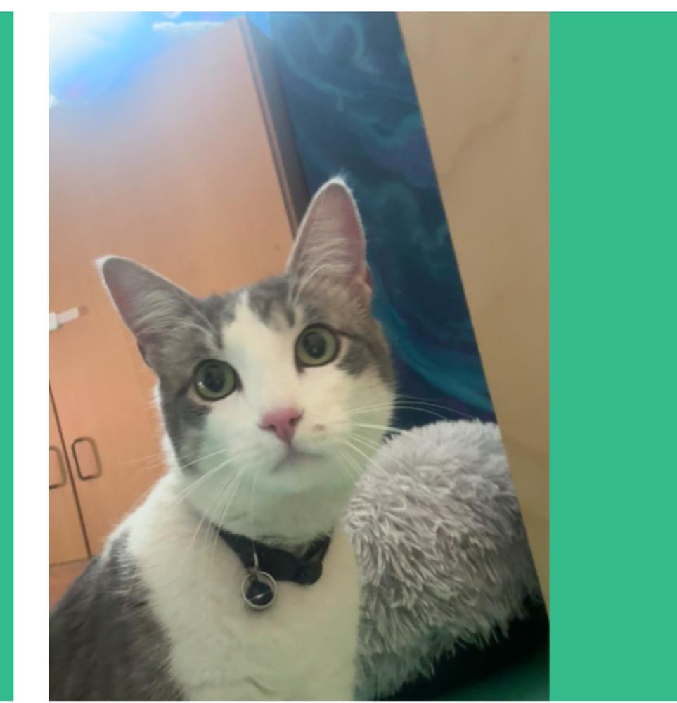 Snickers, Adoptable, Adult Male Domestic Short Hair.