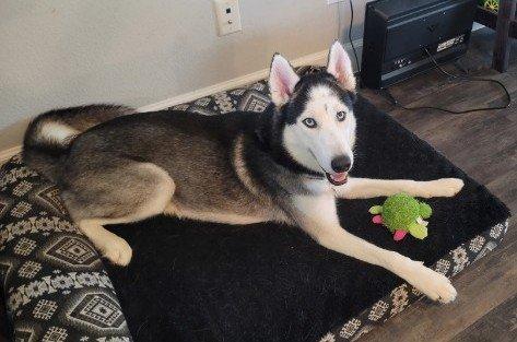 Evan, a Adoptable Siberian Husky in Winter Springs, FL image 1/2