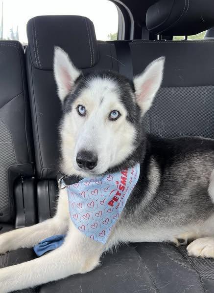Evan, a Adoptable Siberian Husky in Winter Springs, FL image 2/2