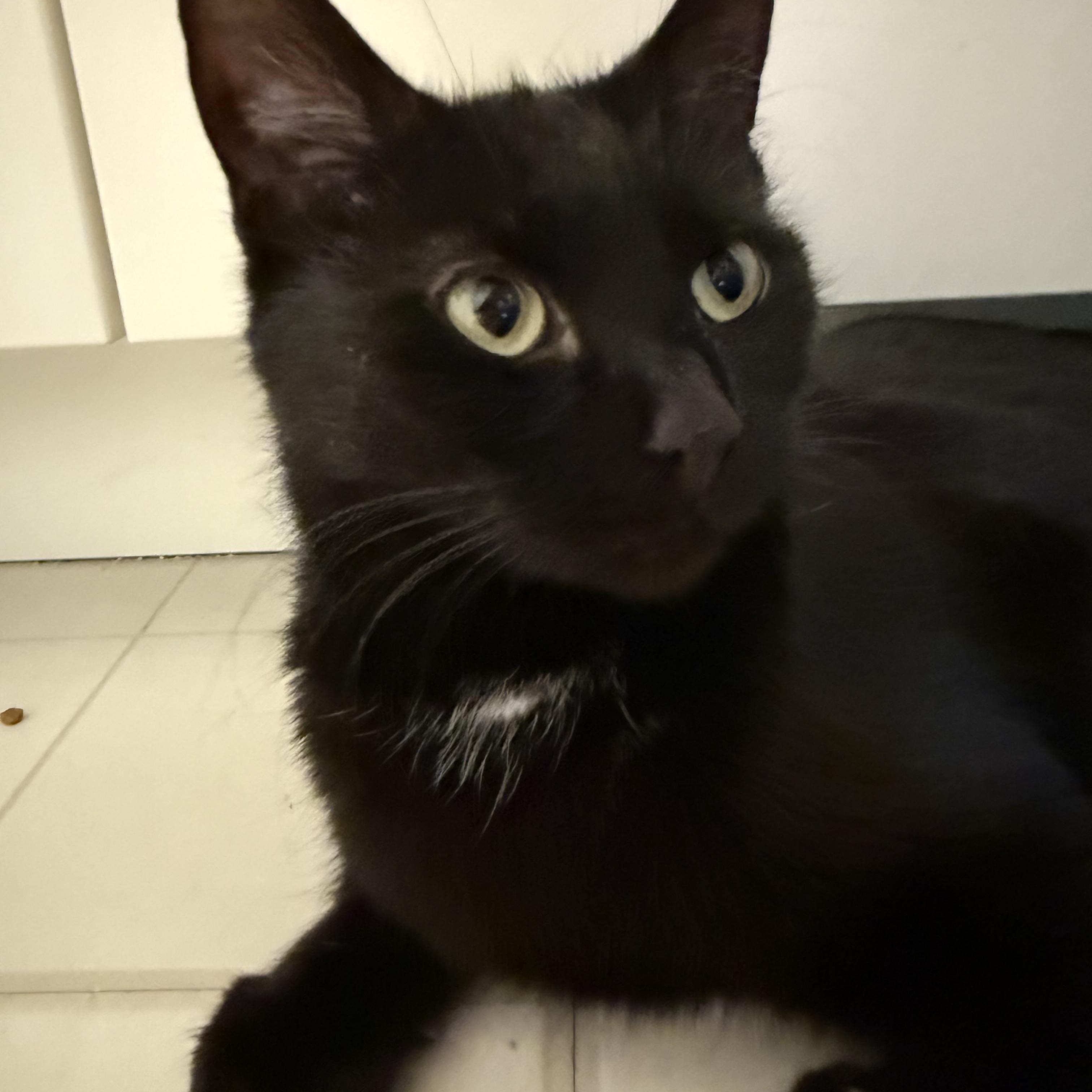 Kealohi, a Adoptable Domestic Short Hair in Wheaton, IL image 3/5